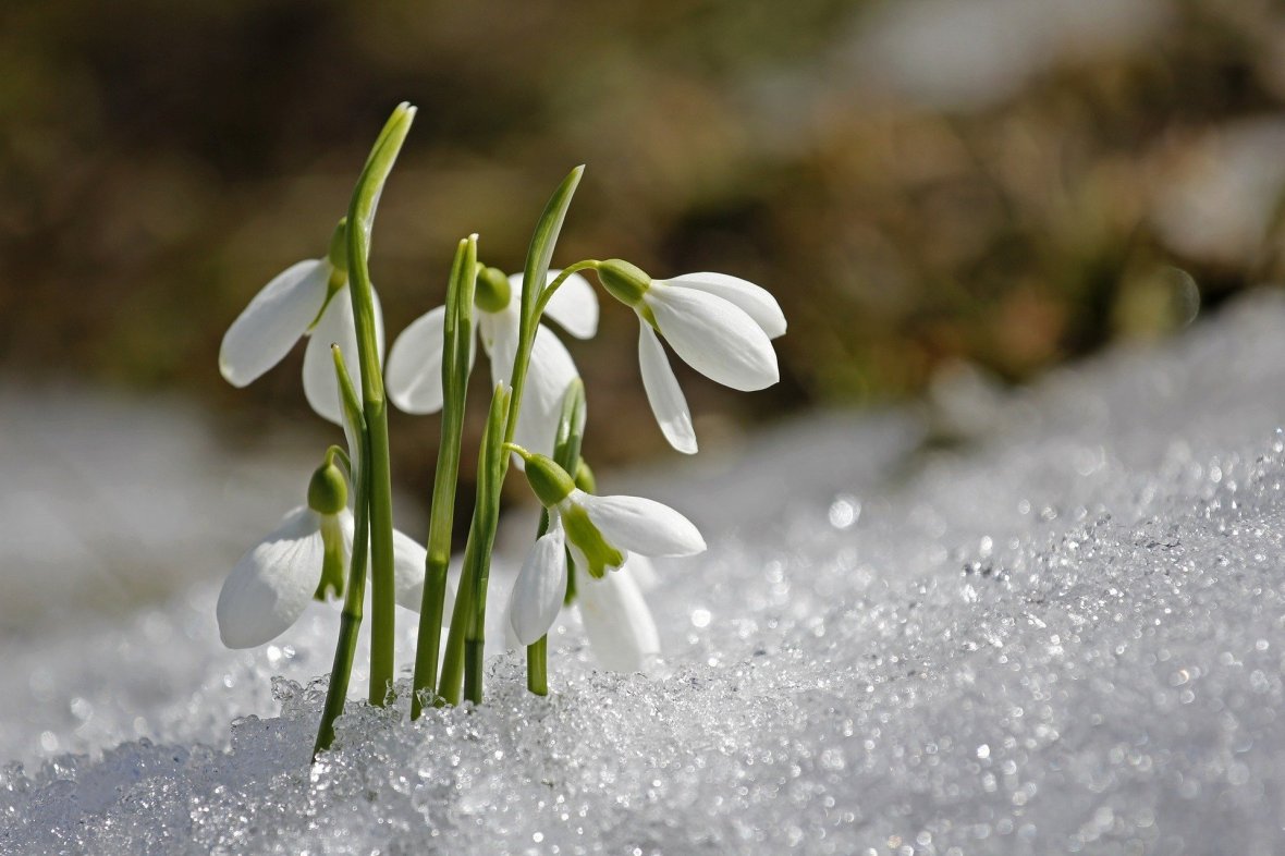La danse des saisons : Imbolc, la Chandeleur ou les prémisses du&nbsp;printemps